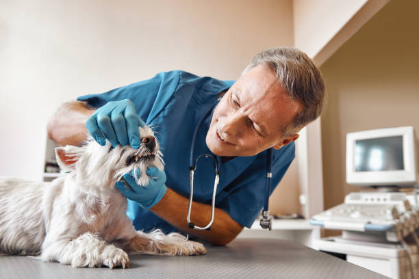 Best 24-Hour Emergency Dentist in Spiro, OK